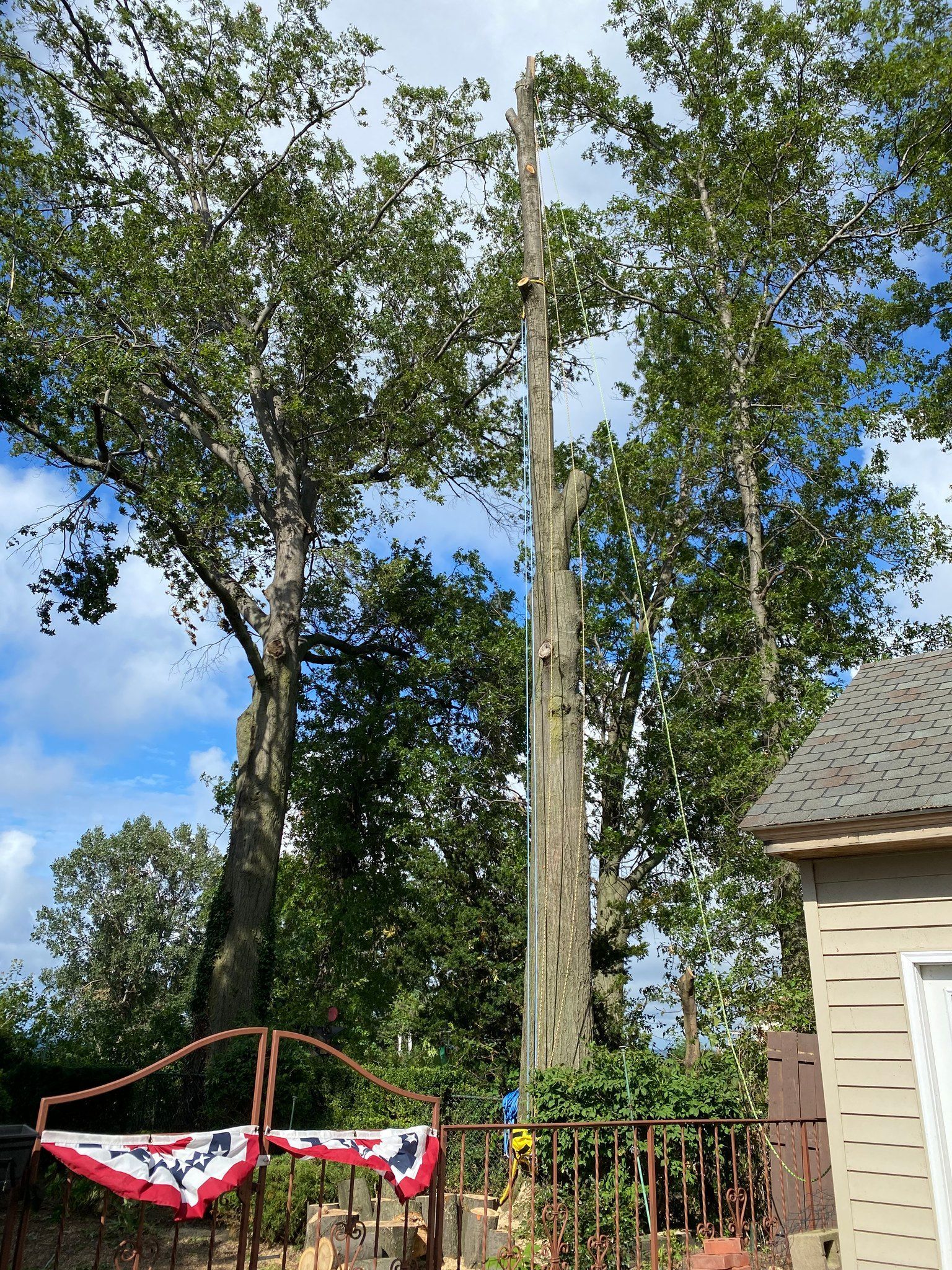 Tall, dead tree trunk standing between leafy trees, behind a metal gate with a flag in front of a house.