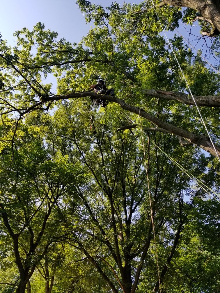 Arborist in tree, sawing a branch. Ropes hang, blue sky, green leaves.