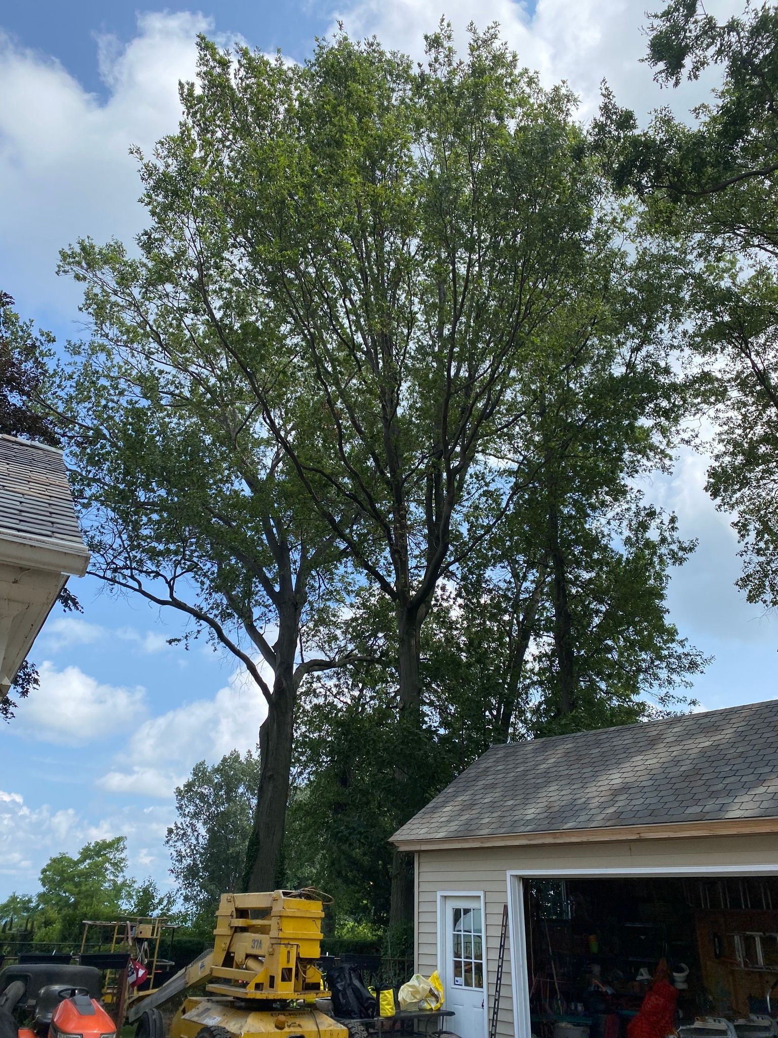 Tall trees next to a small garage with a cloudy sky background and yellow machinery in front.
