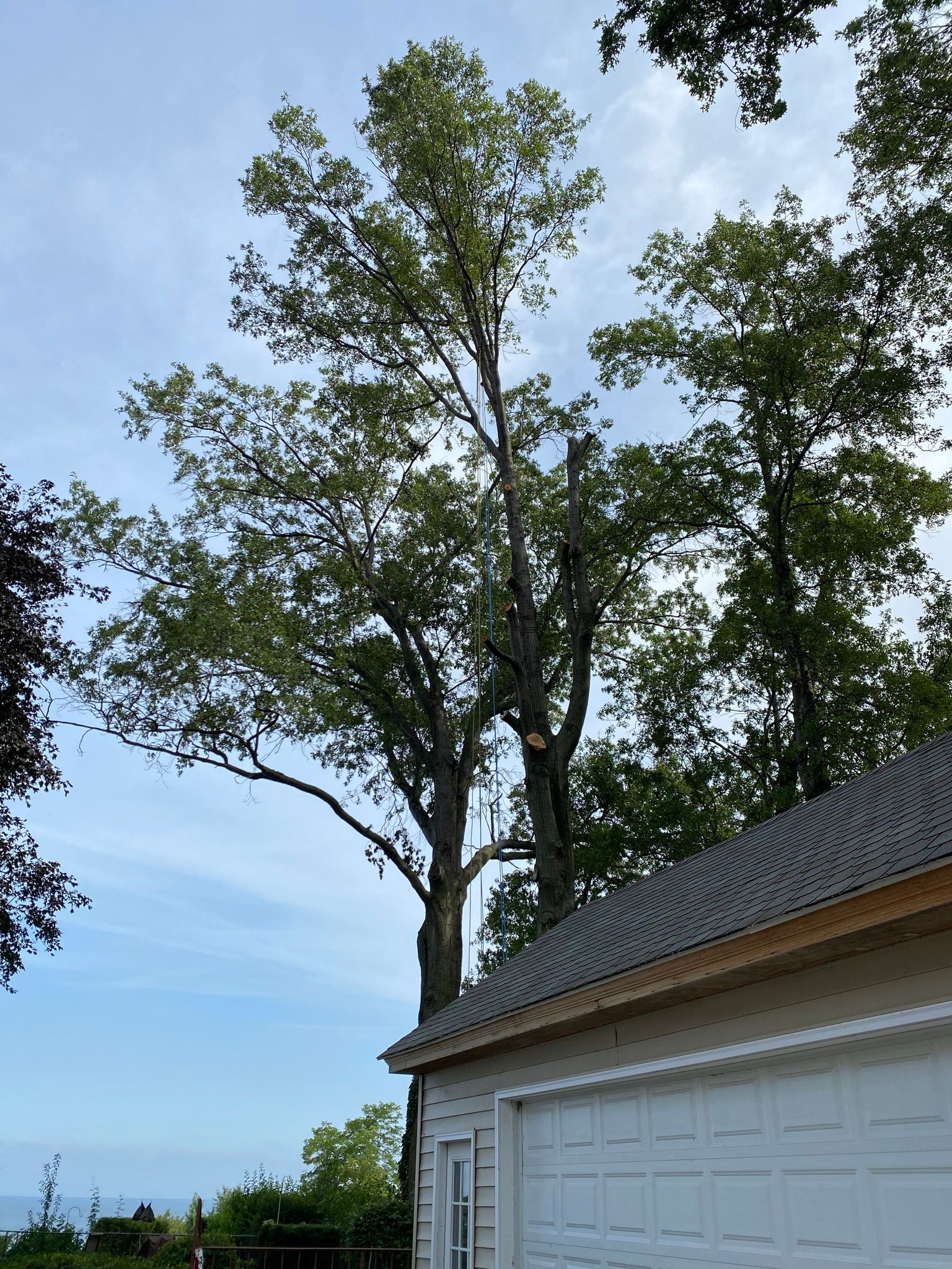 Tall tree over a white garage with a light blue sky in the background.