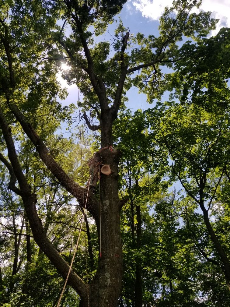 Person in tree pruning branches; blue sky peeks through leaves.