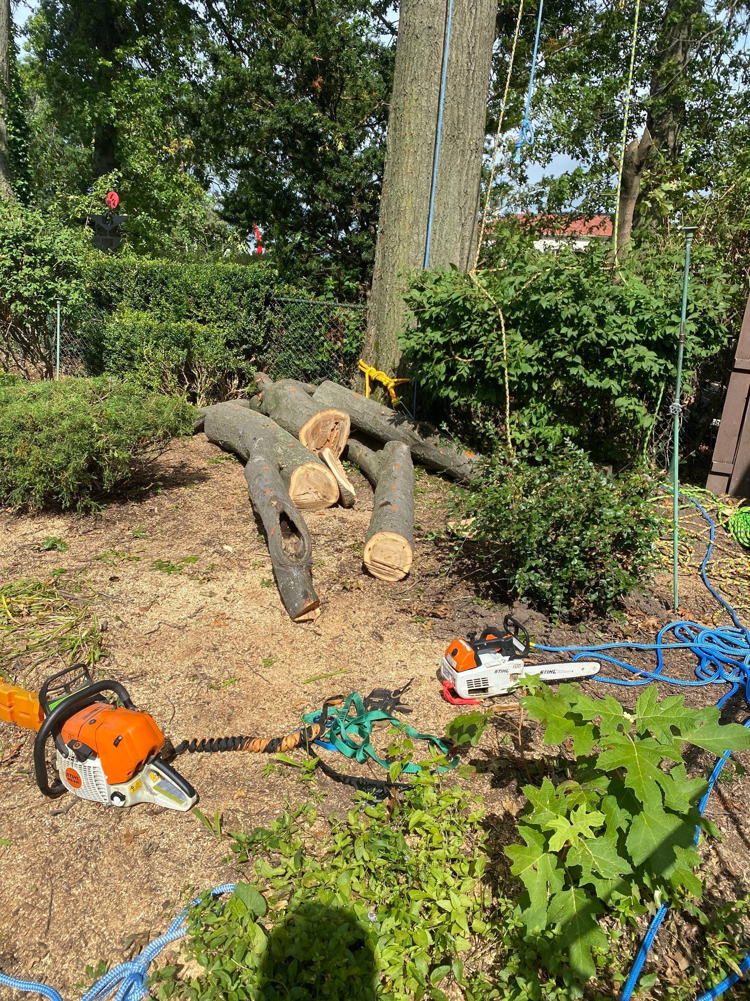 Chainsaws next to cut logs at the base of a tree. Green bushes and brown mulch surround them.