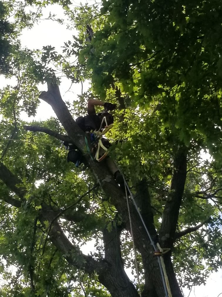 A tree climber in a large tree, cutting branches with a chainsaw on a sunny day.