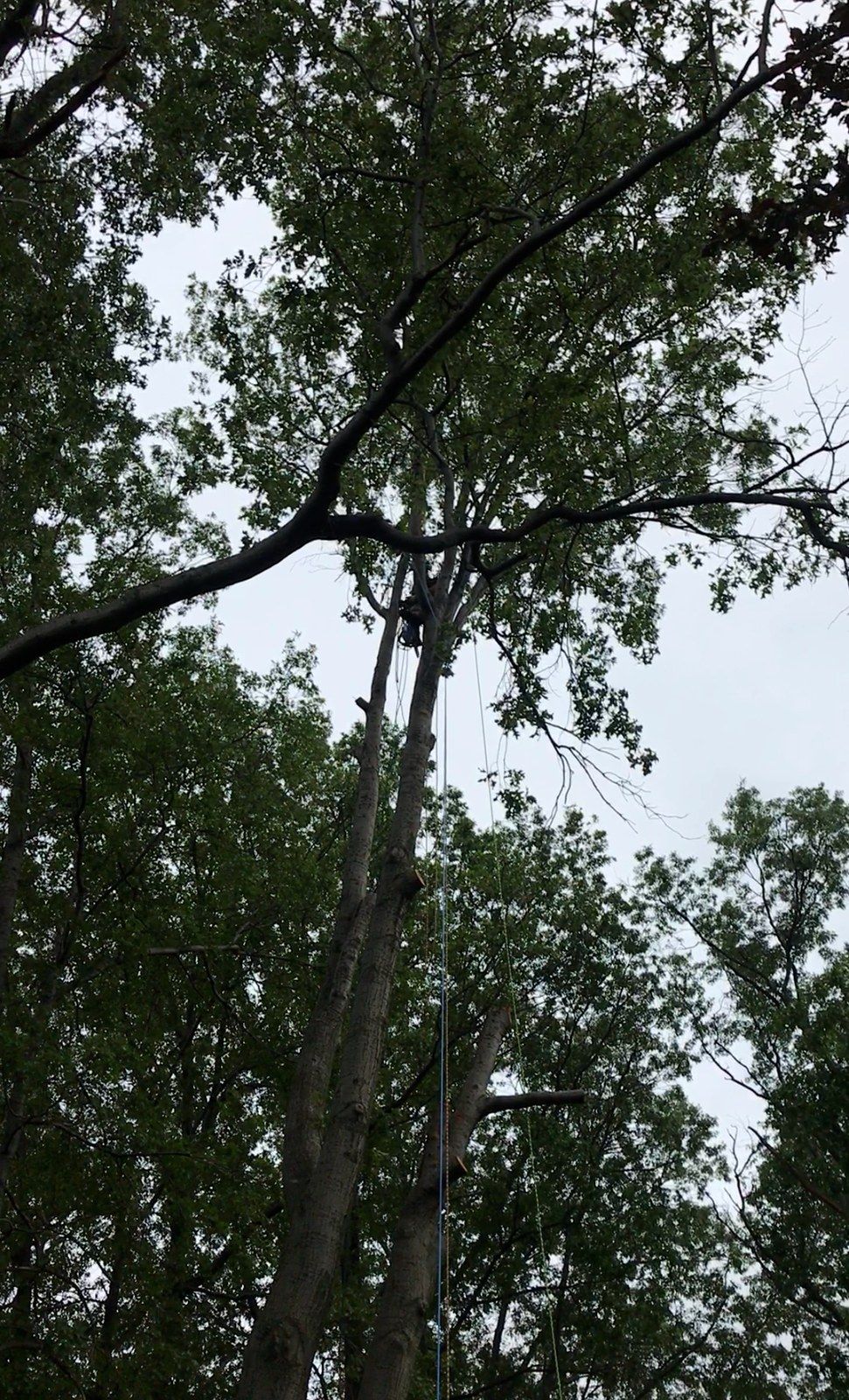 Looking up at a tall tree with trimmed limbs. Light gray trunk, green leaves against a cloudy sky.