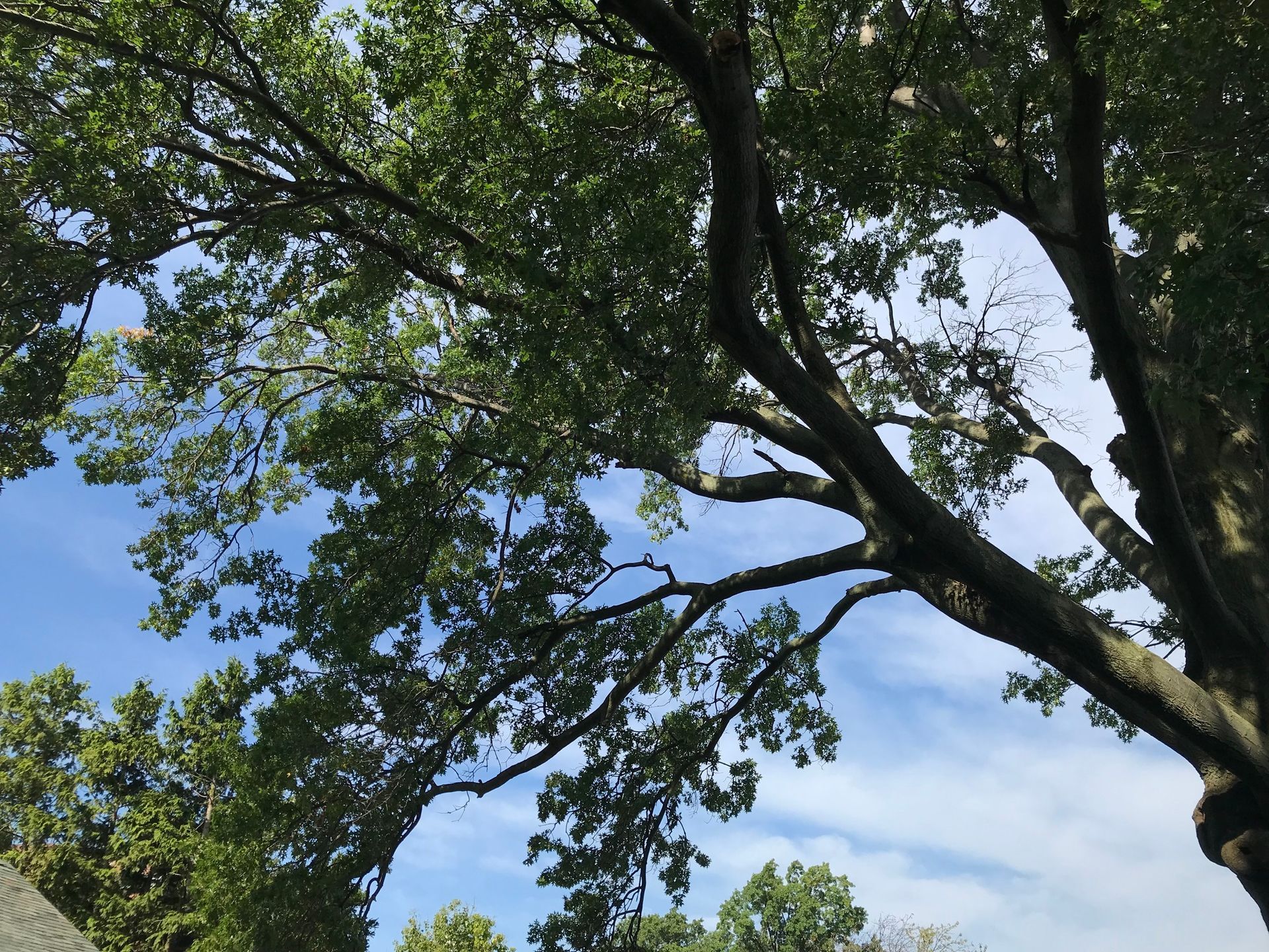 Branches of a large tree reach toward a partly cloudy blue sky.