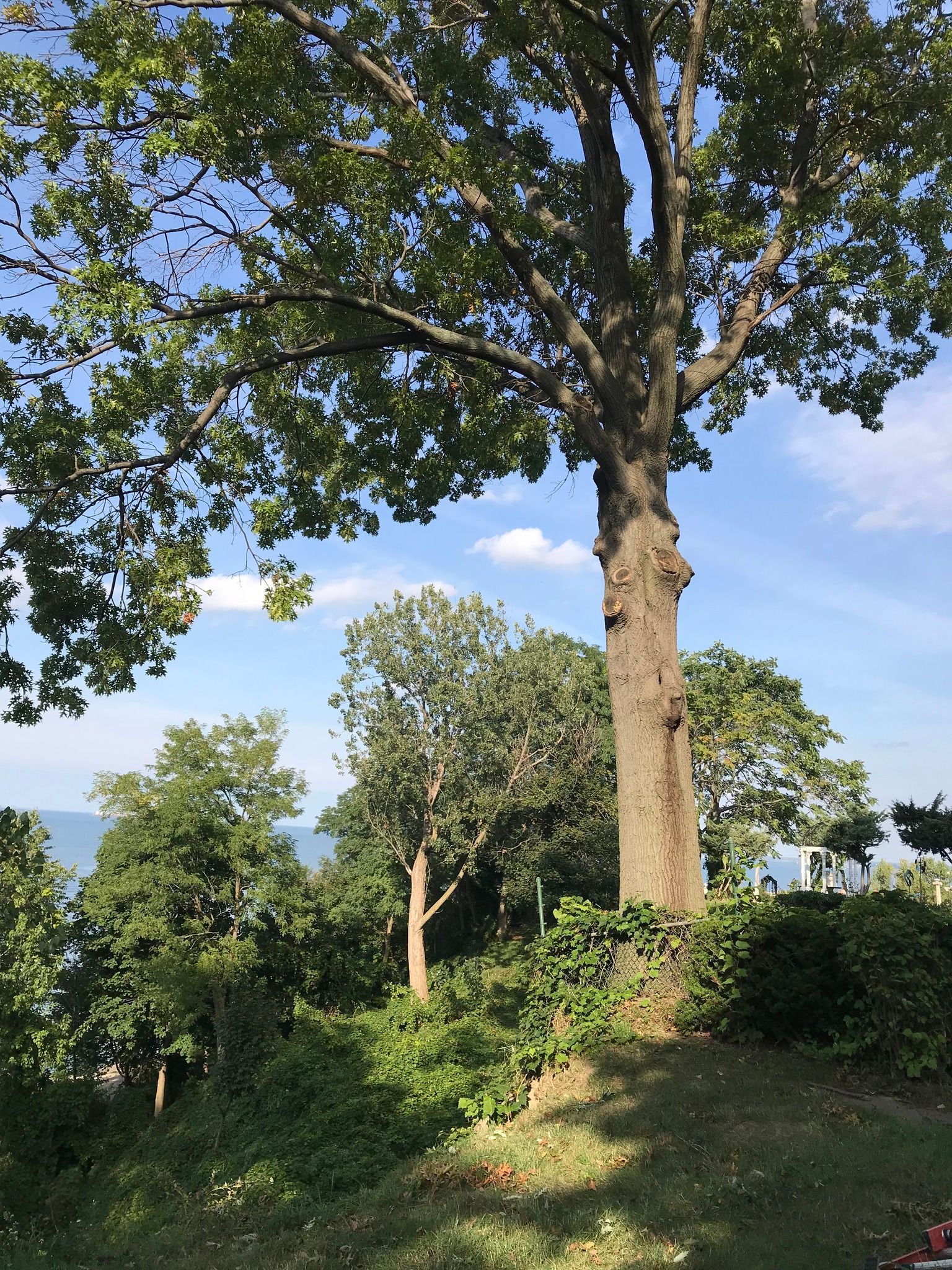 Tall tree with green leaves, a few other trees, and blue sky with a view of water.