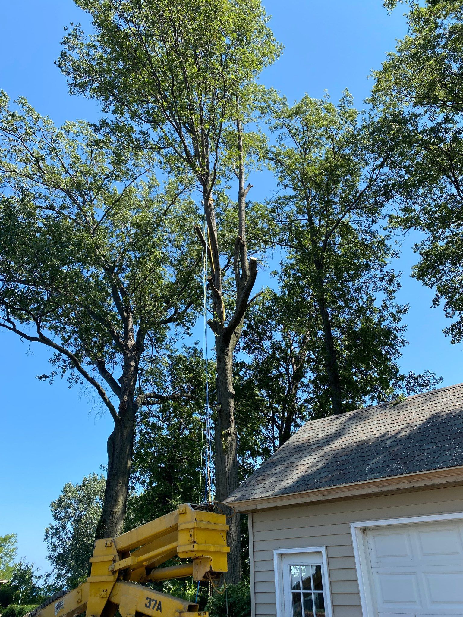 A tall tree being trimmed by a worker in a yellow lift next to a tan building under a blue sky.