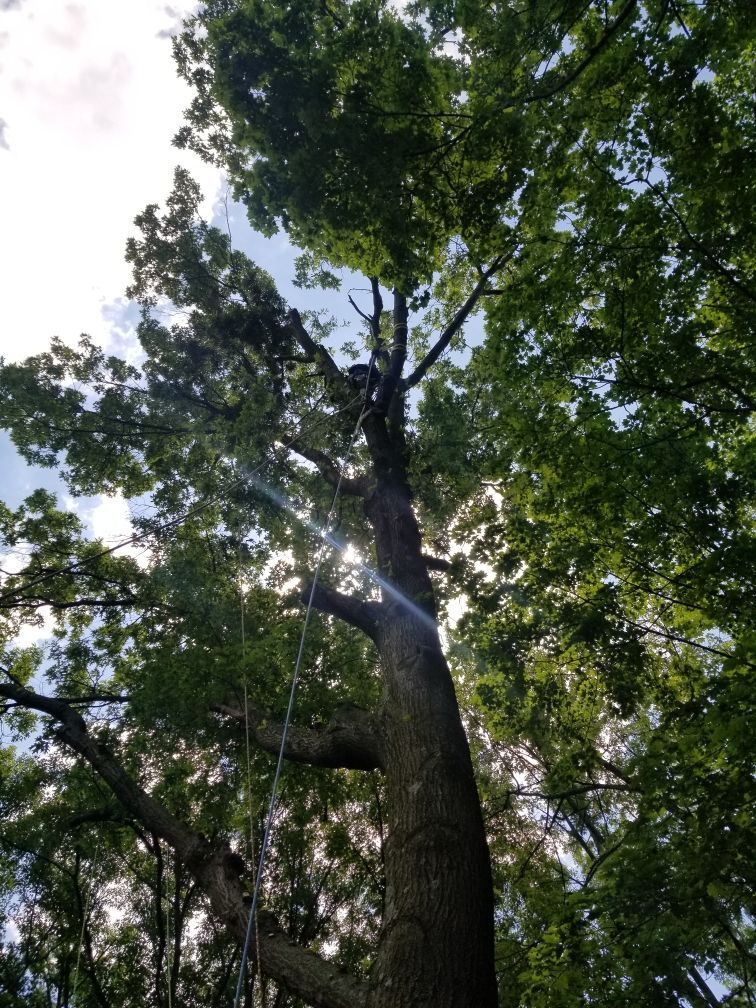 Tall tree with a climber working among the leafy branches under a sunny sky.