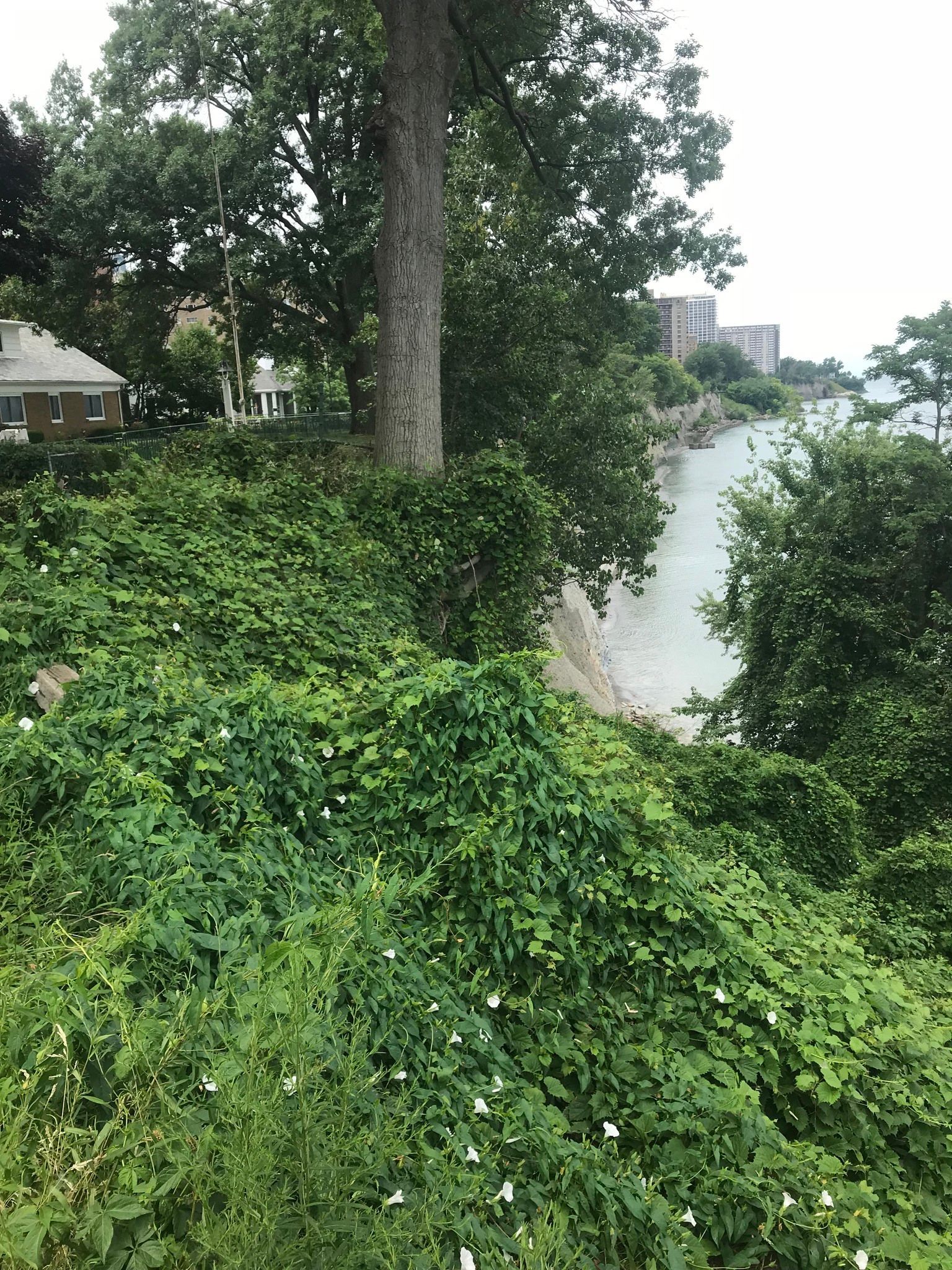 Overgrown green vegetation on a hillside with a building, tree, and water in the background.