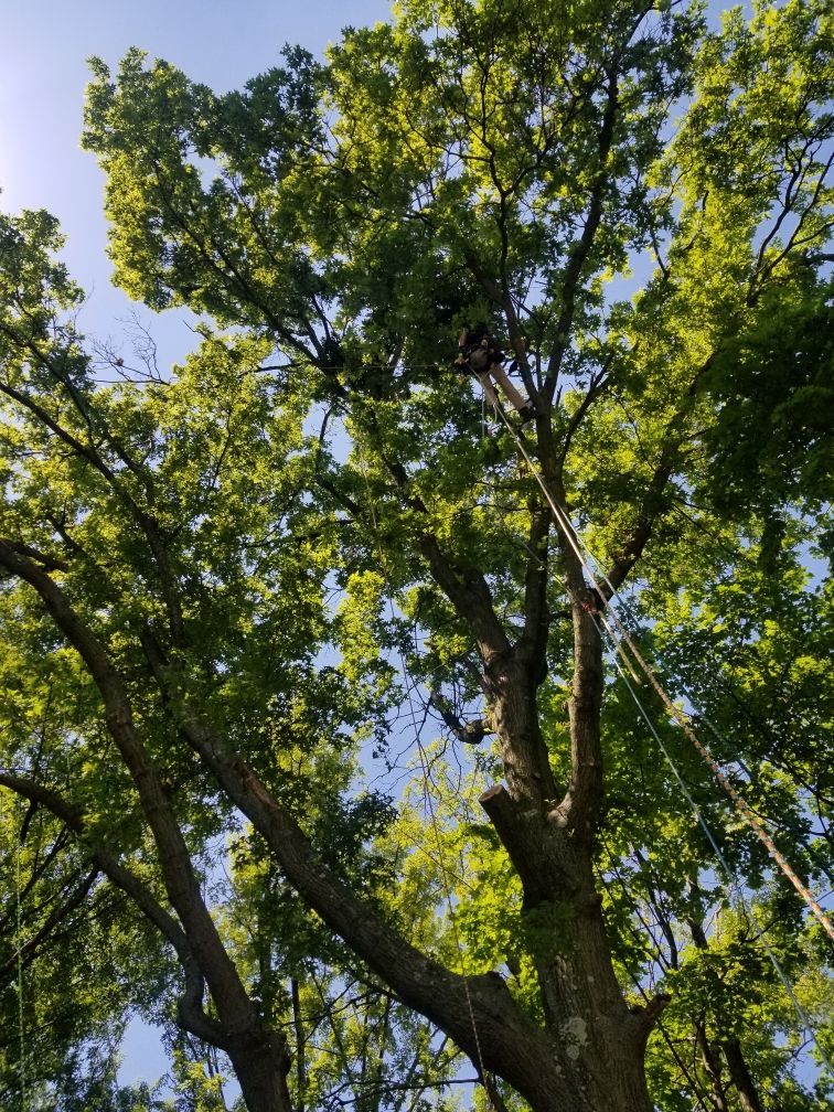 A tall tree with lush green leaves against a bright blue sky.