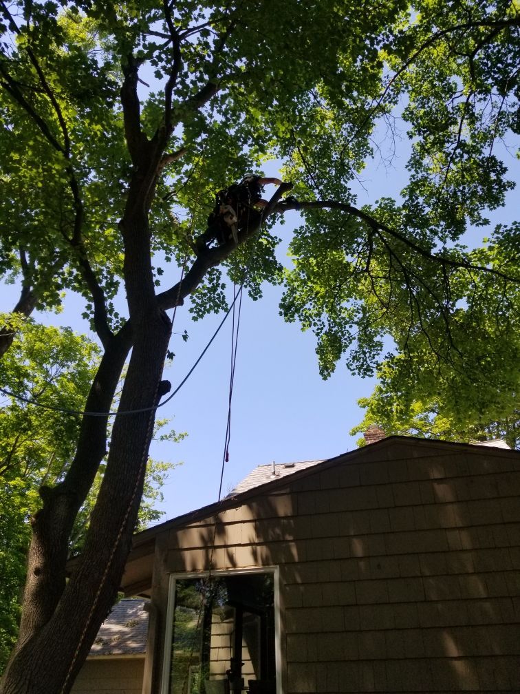 Person in tree, likely trimming it. Ropes and tools visible. House below, blue sky.