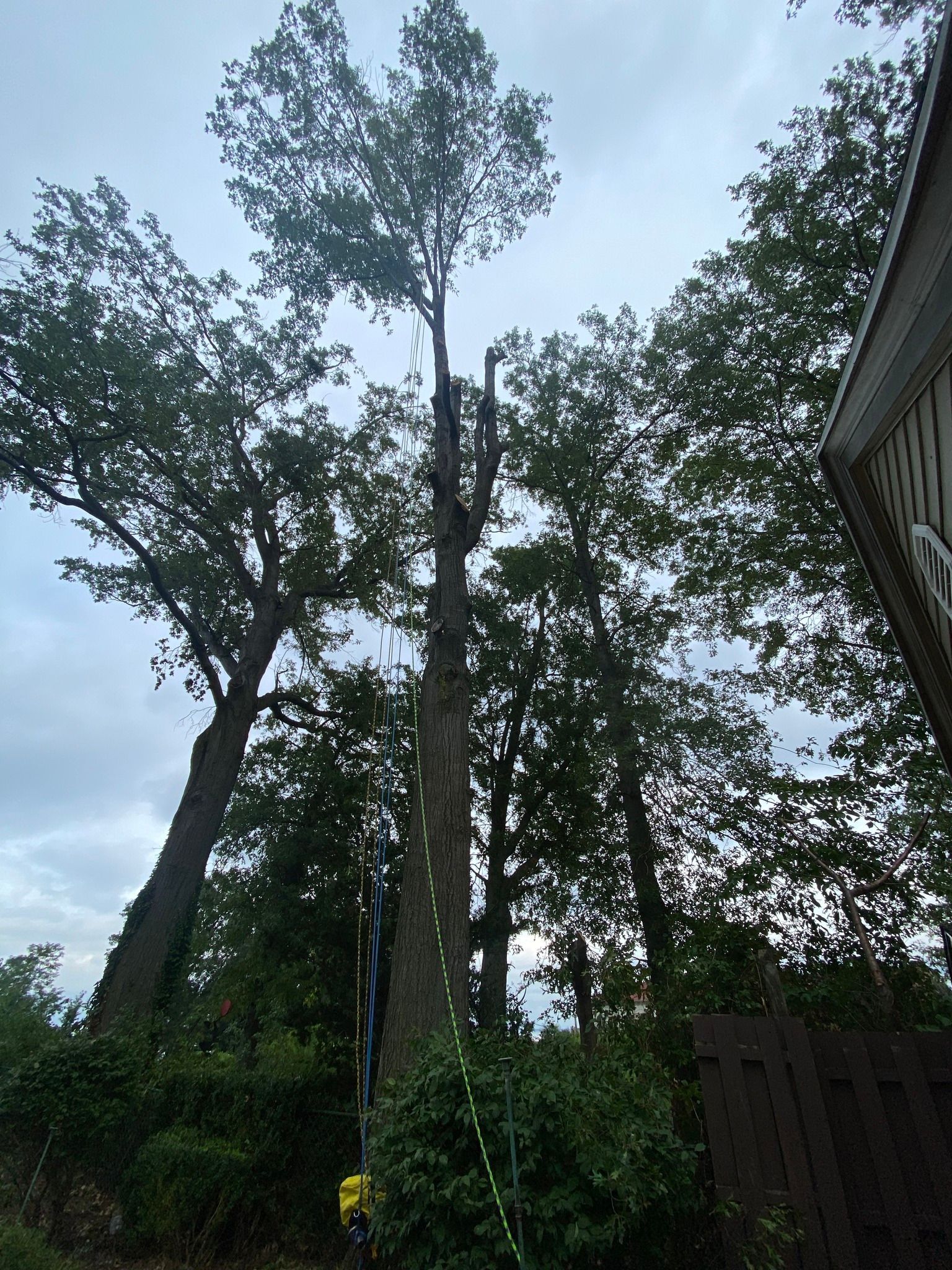 Tall tree being pruned; cloudy sky overhead.