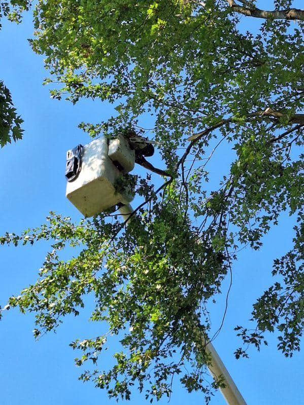 A person in a bucket lift working on a device attached to a tree branch against a blue sky.
