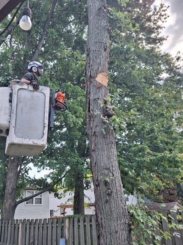 A tree trimmer in a bucket truck cuts a tall tree trunk with a chainsaw.