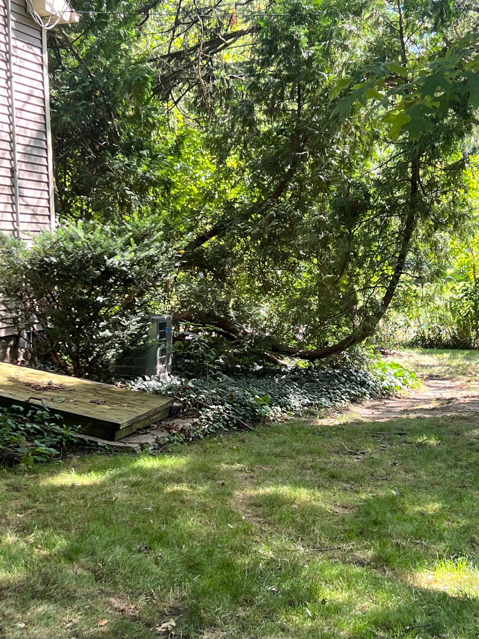 A green lawn with shrubs and a leaning tree in front of a building with dark siding.