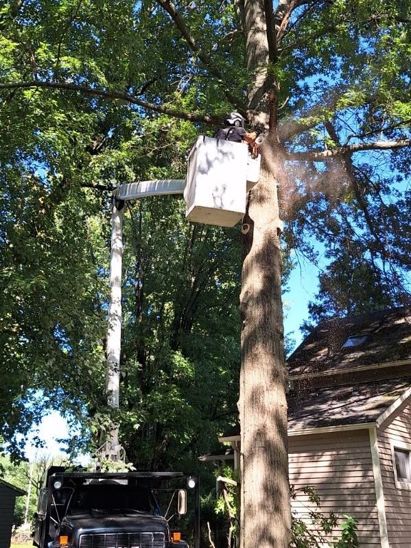 A tree service worker in a bucket lift cuts a tall tree.