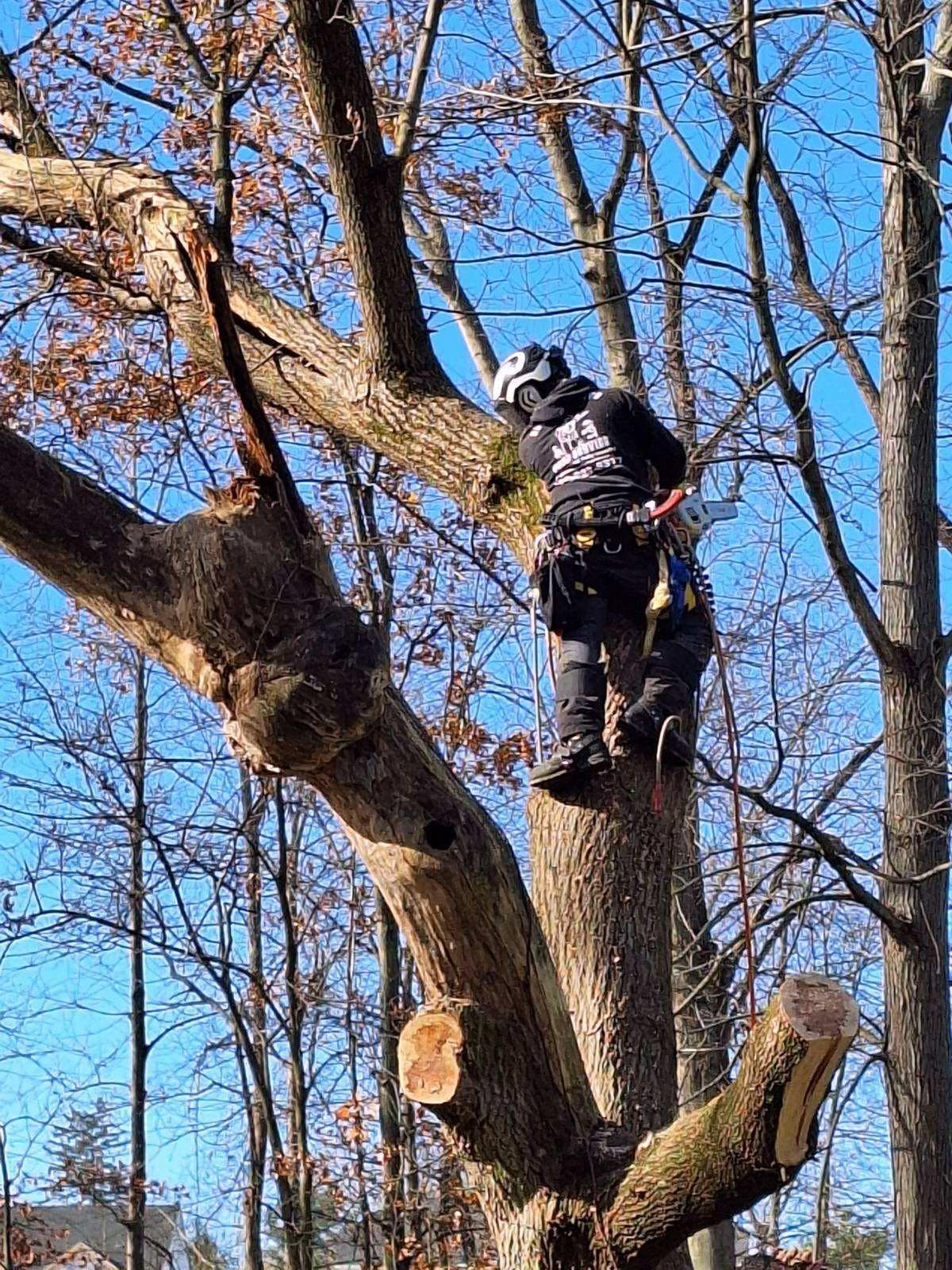 Arborist in a tree, wearing safety gear, cutting a branch with a chainsaw on a sunny day.