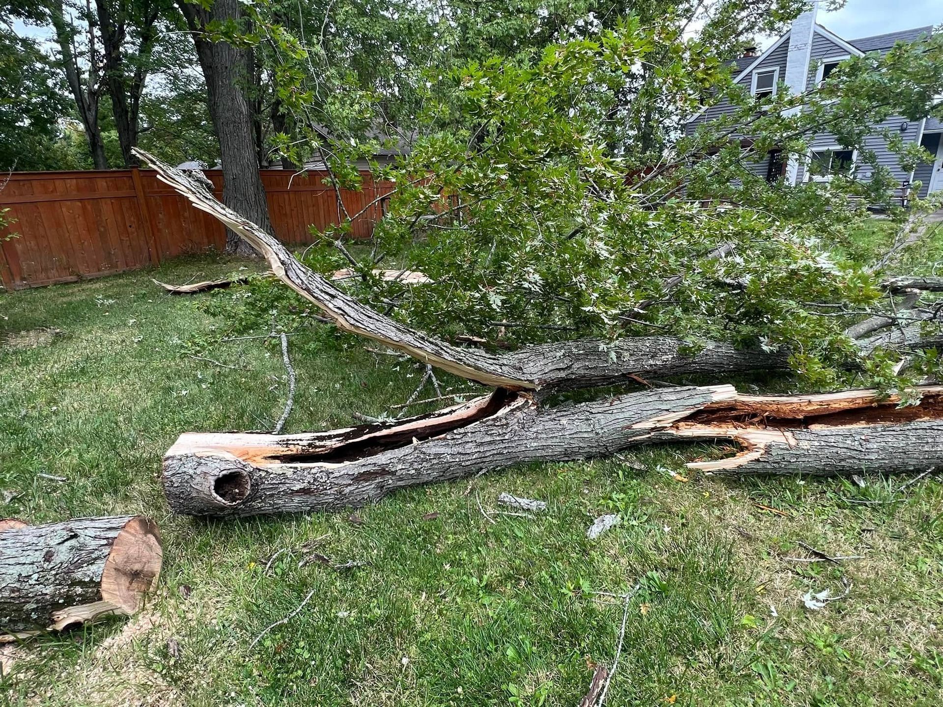 Fallen tree trunk and branches on a grassy lawn, near a fence and houses.