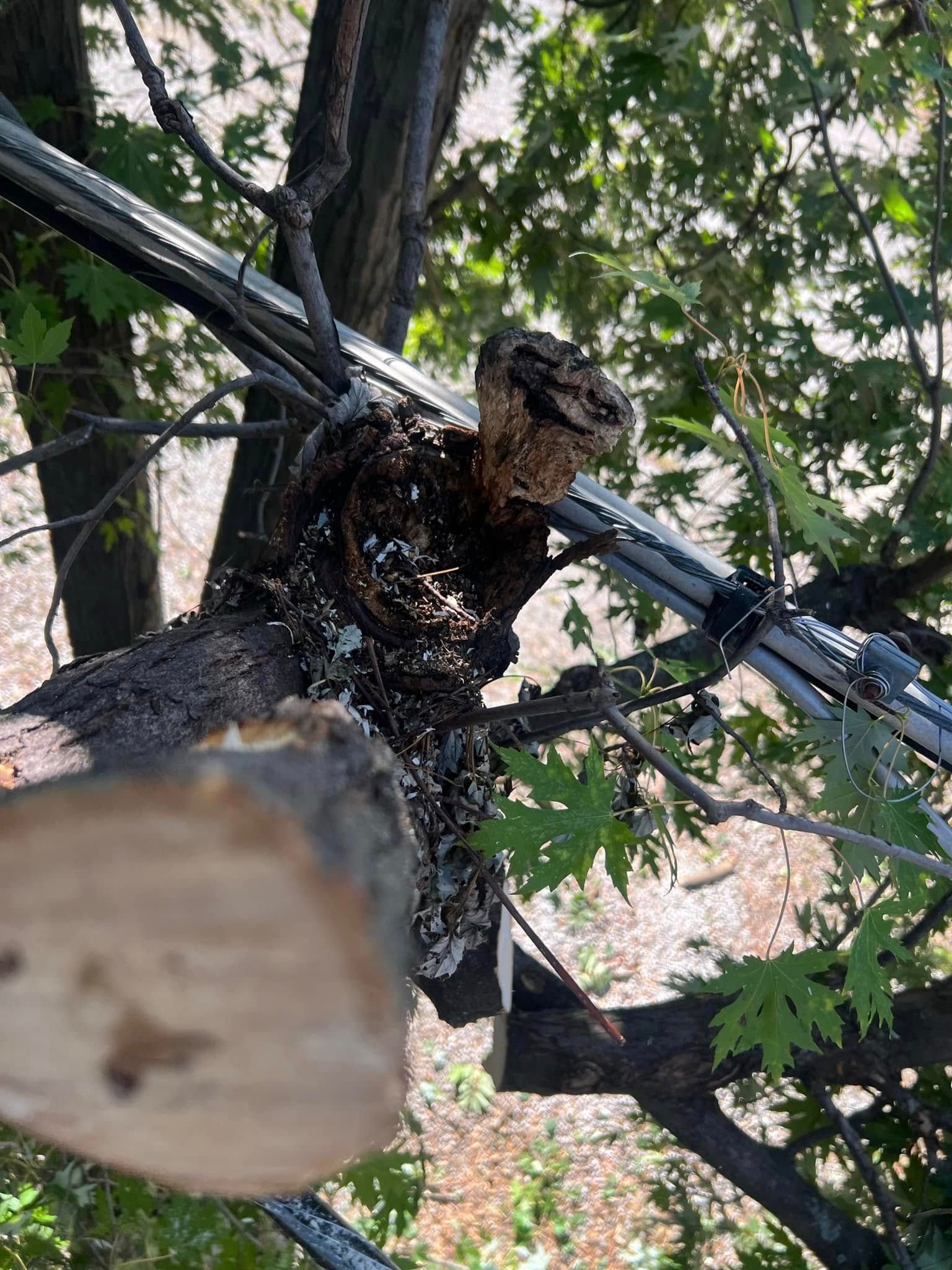Looking up at a tree branch with decayed wood and cut end, power lines cross the branches.