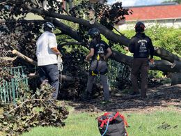 Man in protective gear cuts a tree trunk near a wooden fence; debris on the ground.