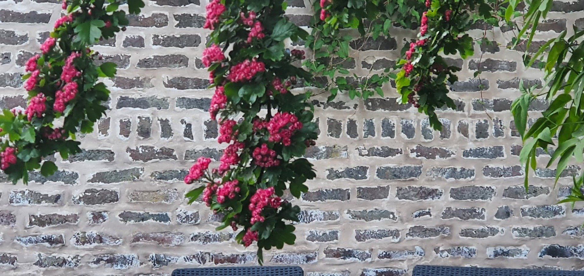 Pink flowers hanging down against a brick wall