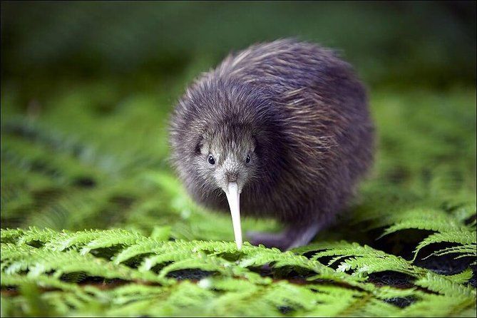 A small kiwi bird with a long beak is standing in the grass.