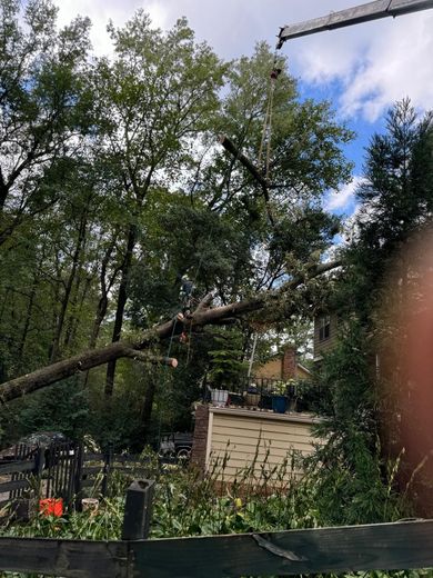 A tree branch is hanging over a fence in front of a house.