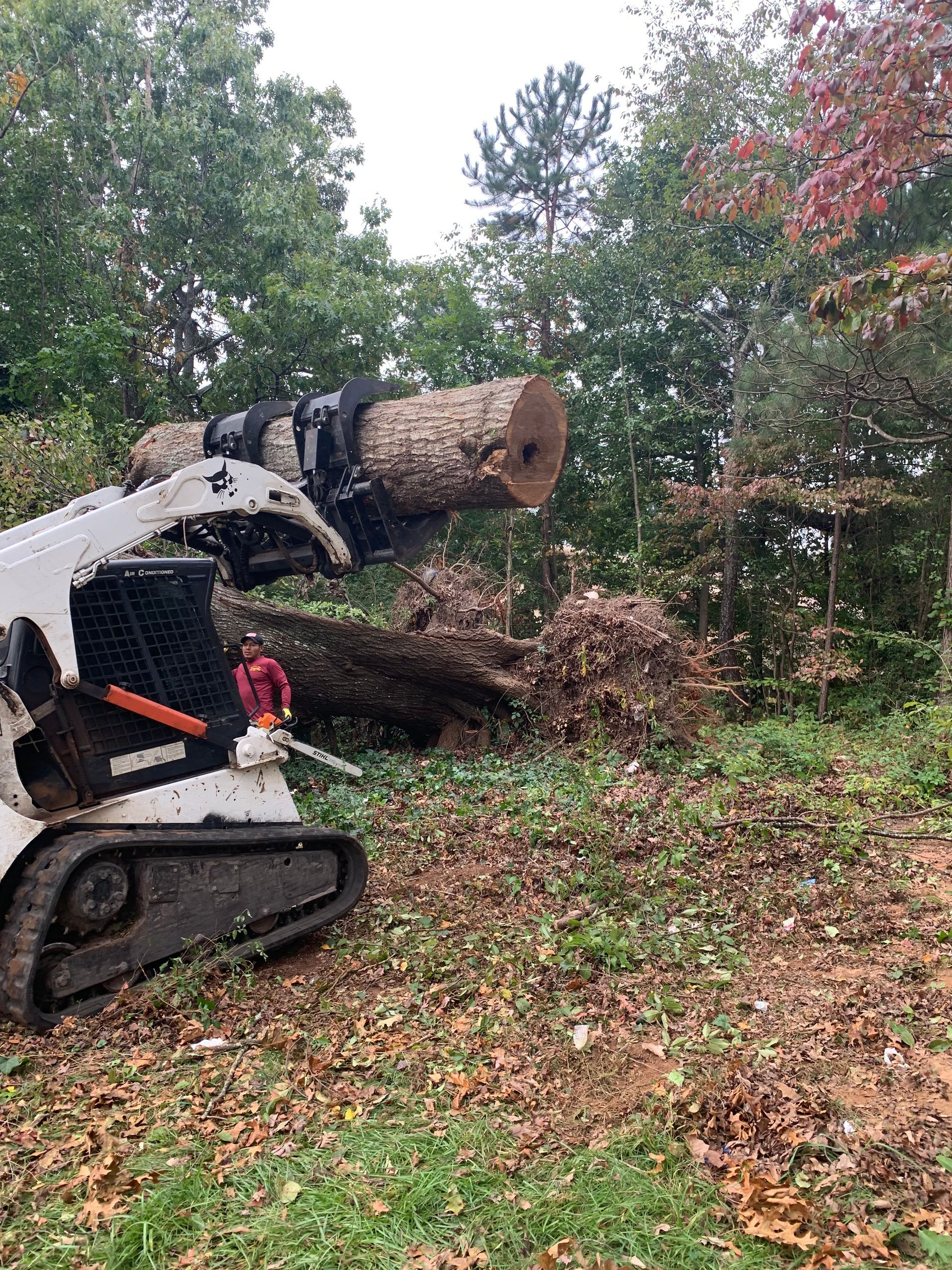 A bobcat is carrying a large log in a field.