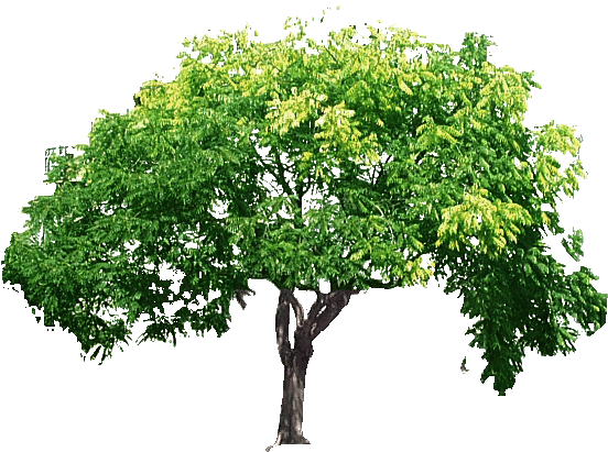 Un arbre, symbole de la fertilité forestière inspirant la permaculture