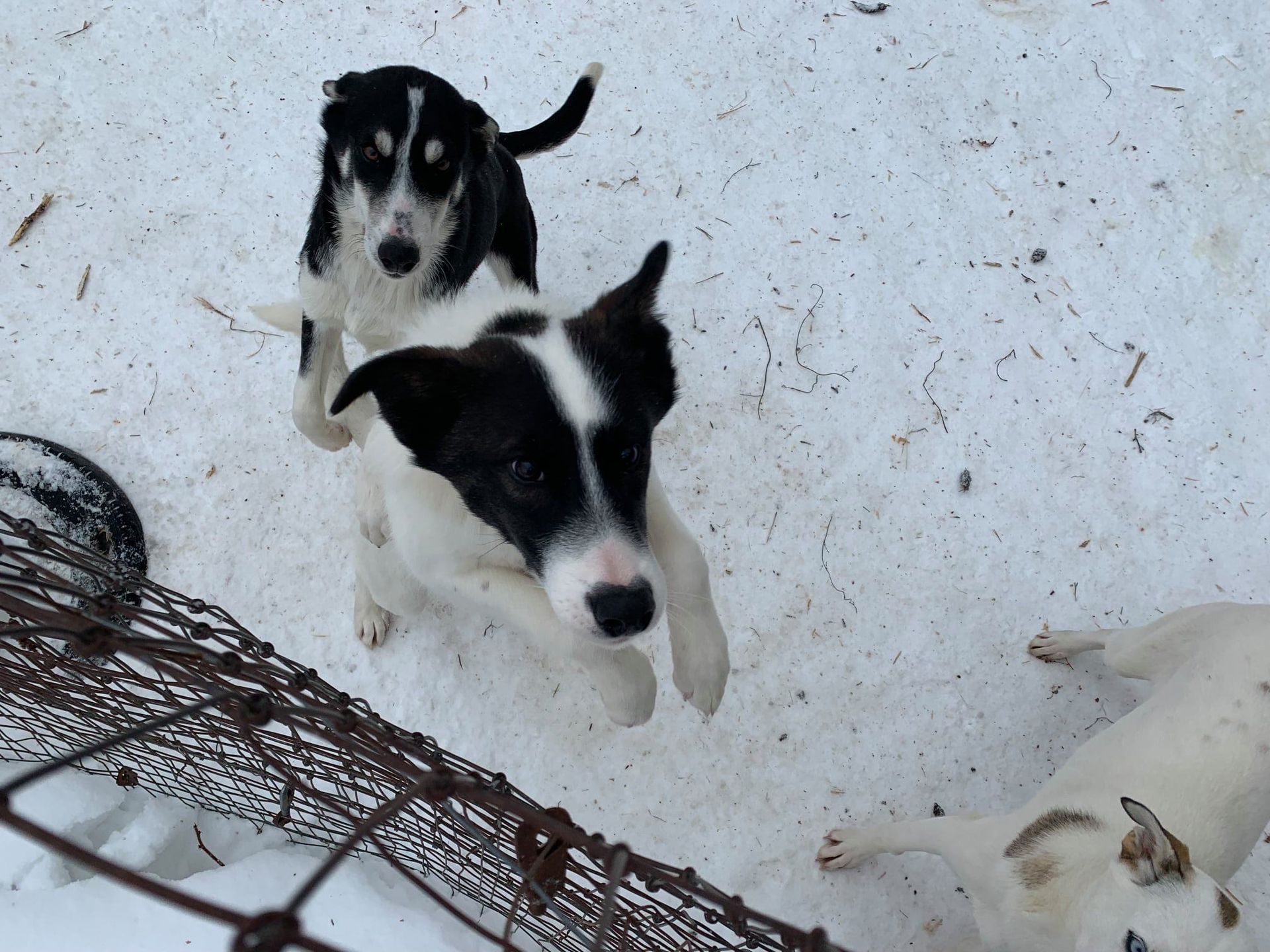 Two black and white puppies jumping in the snow, looking up at the camera.