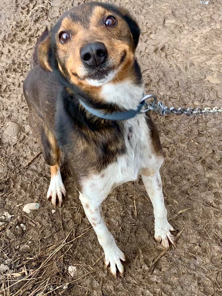 Dog with brown, black, and white fur, wearing a collar and looking up with a smiling expression.