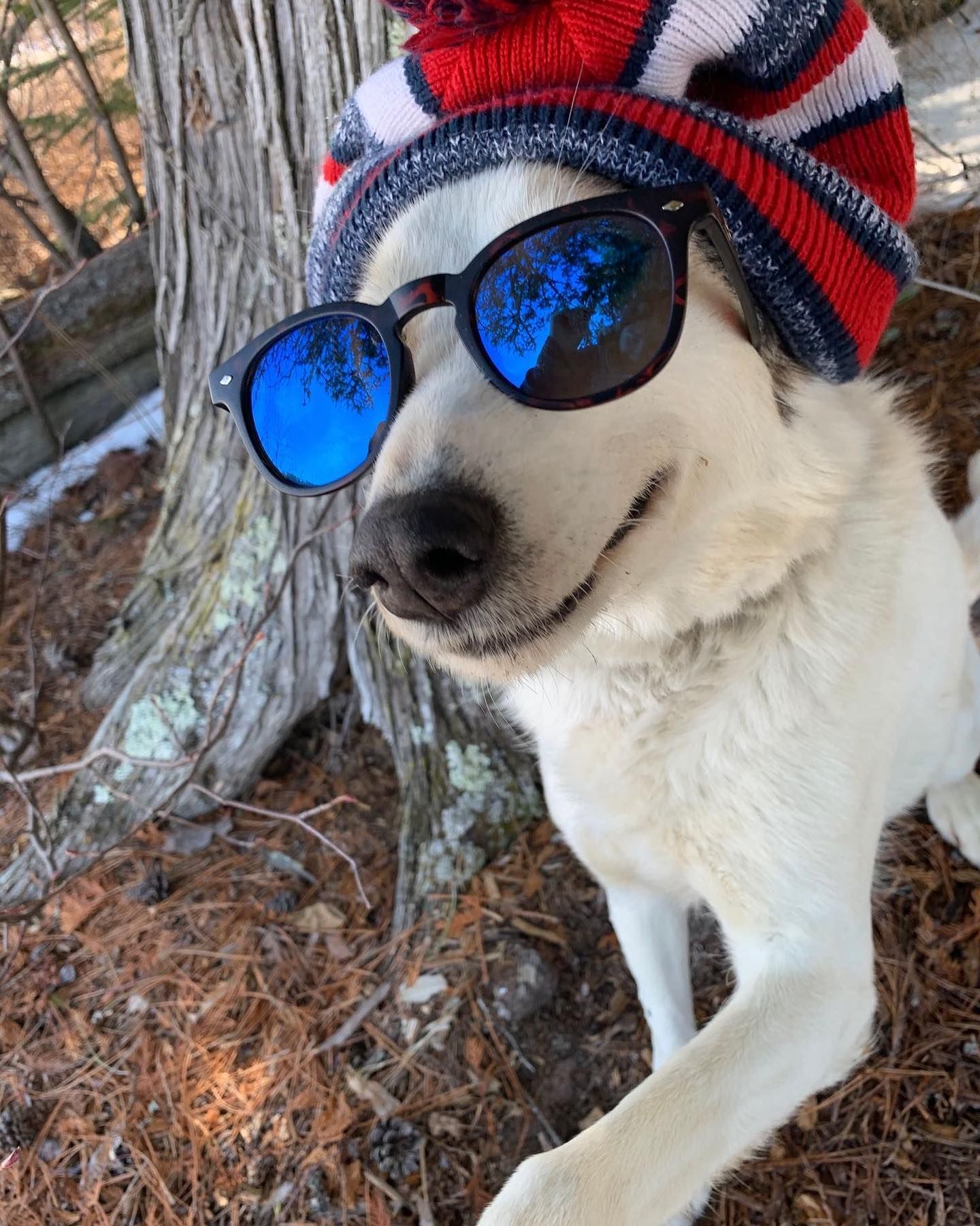 Dog wearing sunglasses and a beanie, smiling outdoors in a wooded area with some snow.