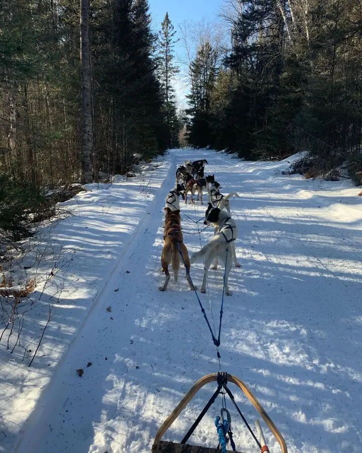 Dog sled team pulling a sled on a snowy trail in a forest; sunny day.