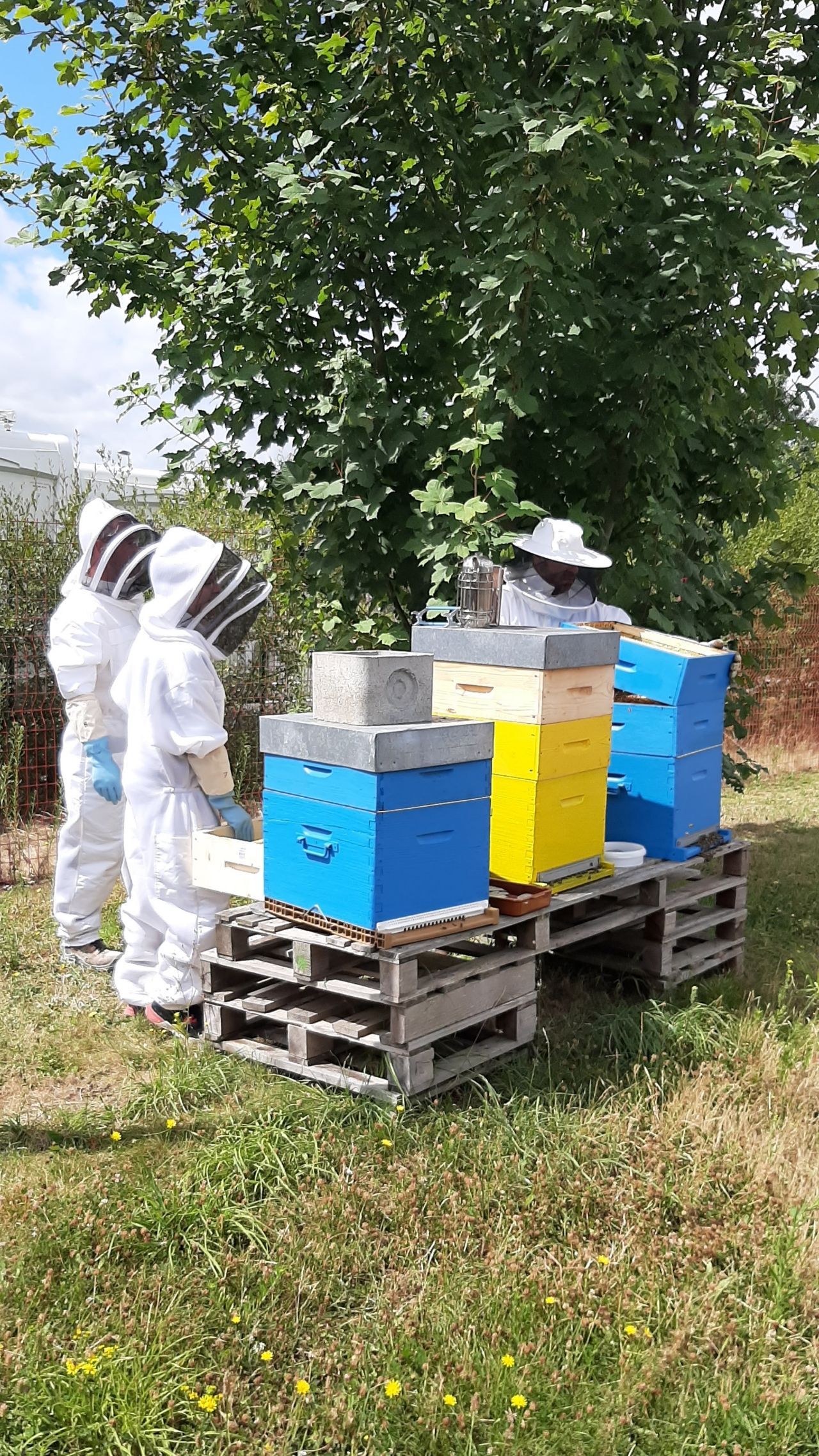 Récolte de notre miel chez SATI France