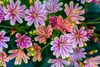 A bunch of pink and orange flowers with yellow centers on a green background.