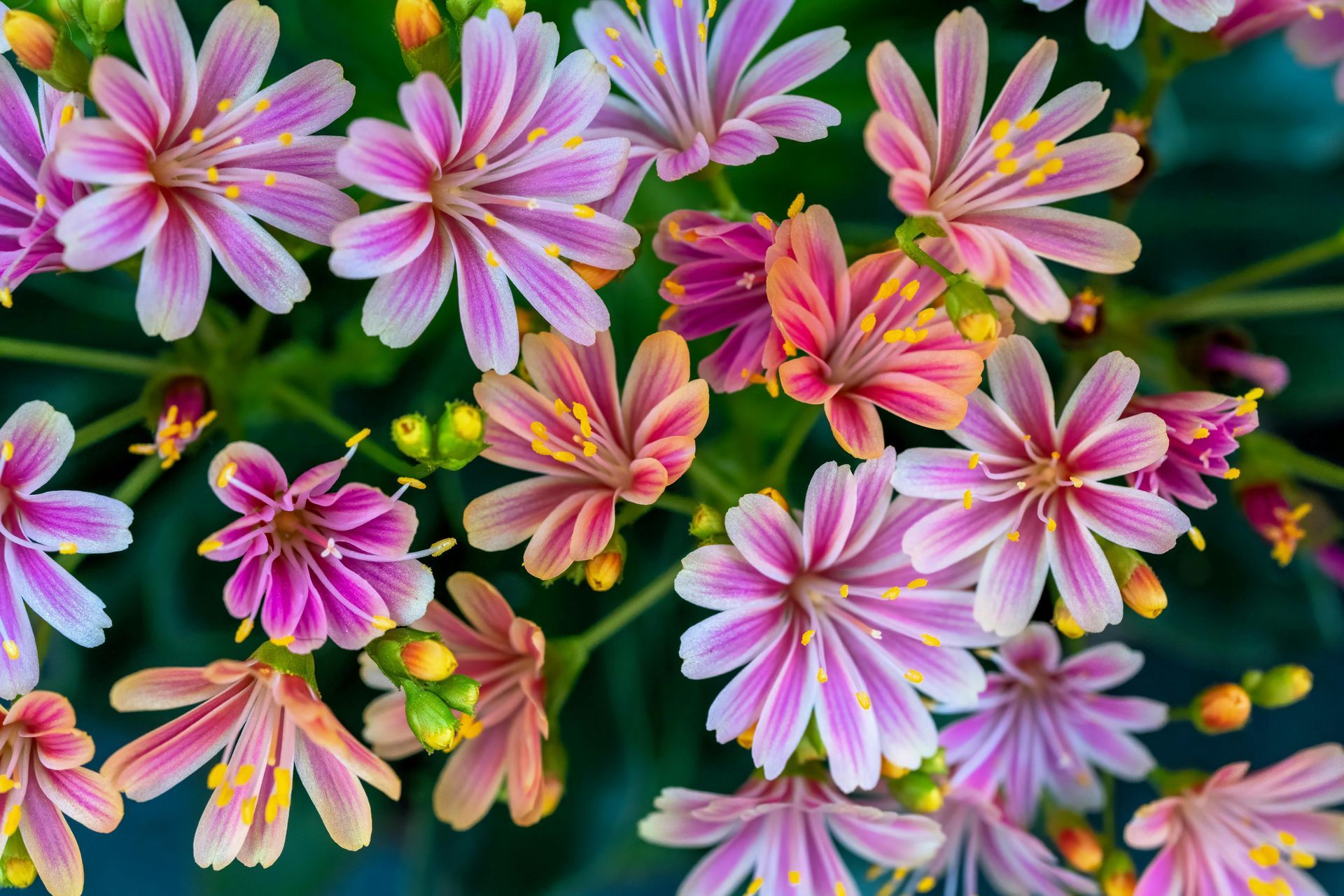 A bunch of pink and orange flowers with yellow centers on a green background.
