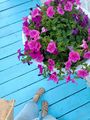 A person standing next to a pot of pink flowers on a blue deck