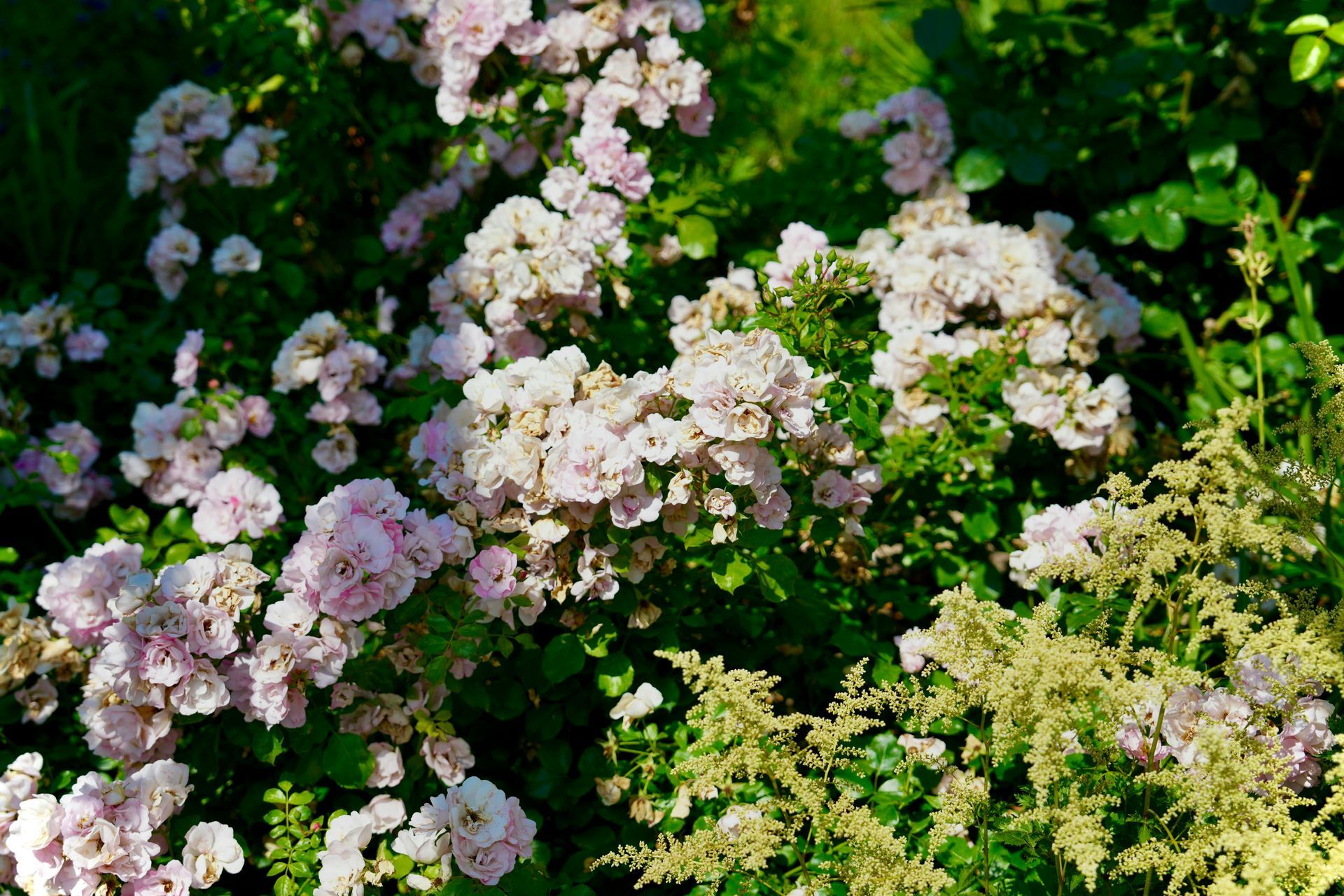 A bush with pink flowers and green leaves in a garden.