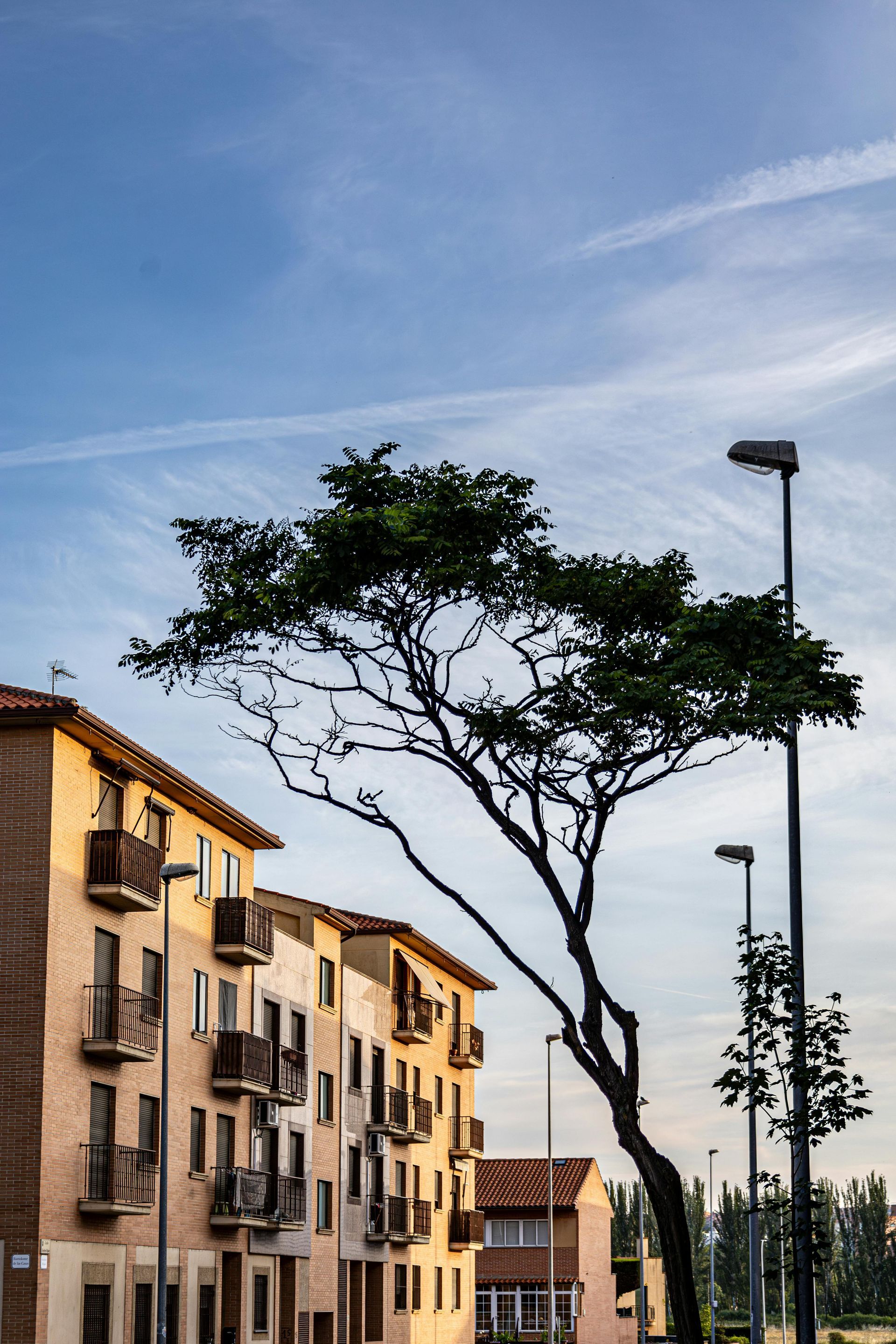 A tree in front of a building with a blue sky in the background
