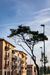 A tree in front of a building with a blue sky in the background