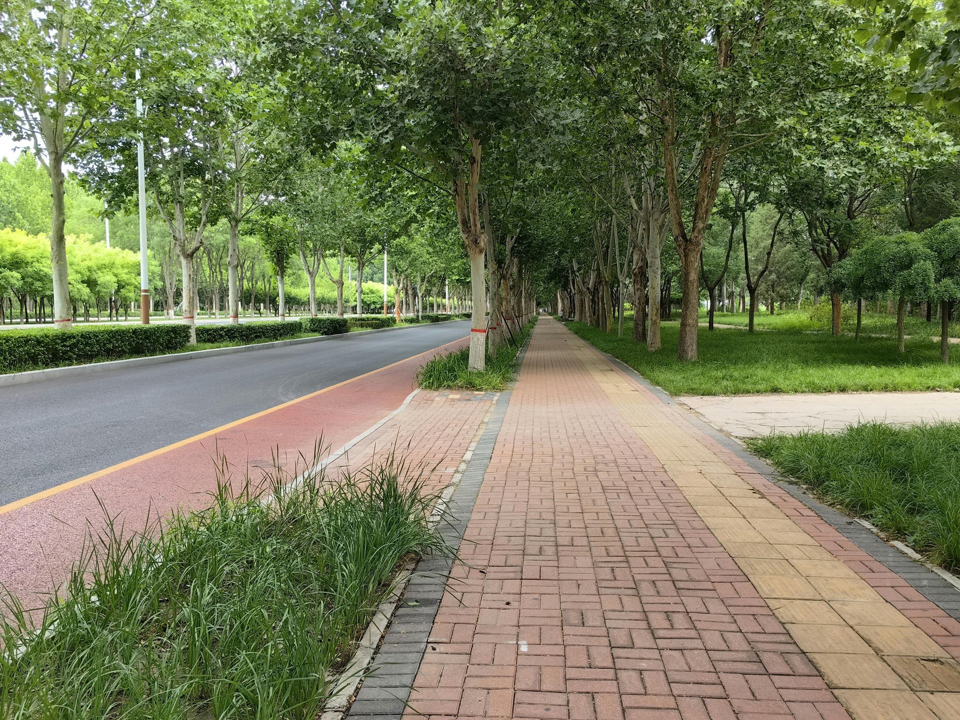 A brick sidewalk along a road with trees on both sides.
