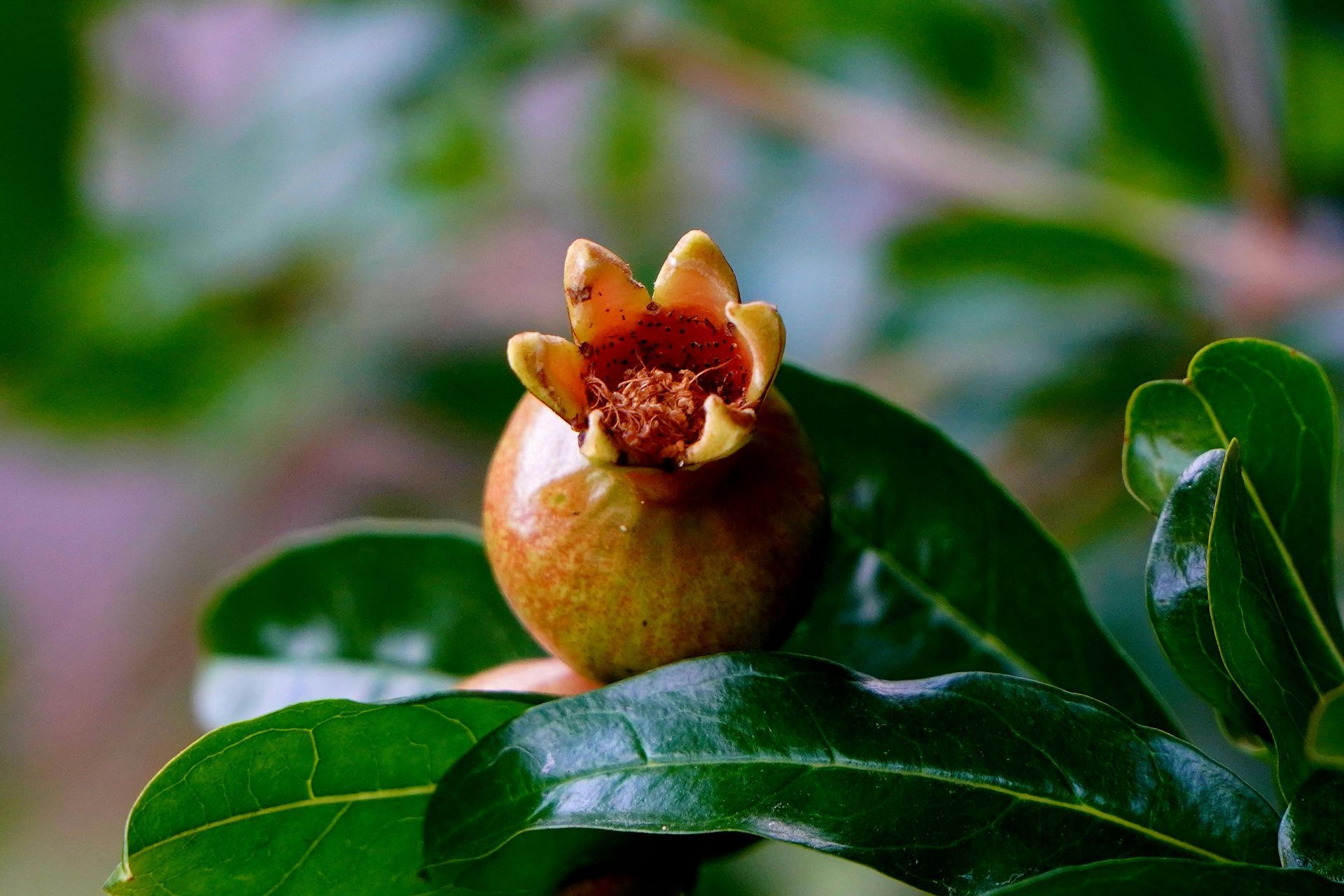 A close up of a pomegranate flower on a green leaf.