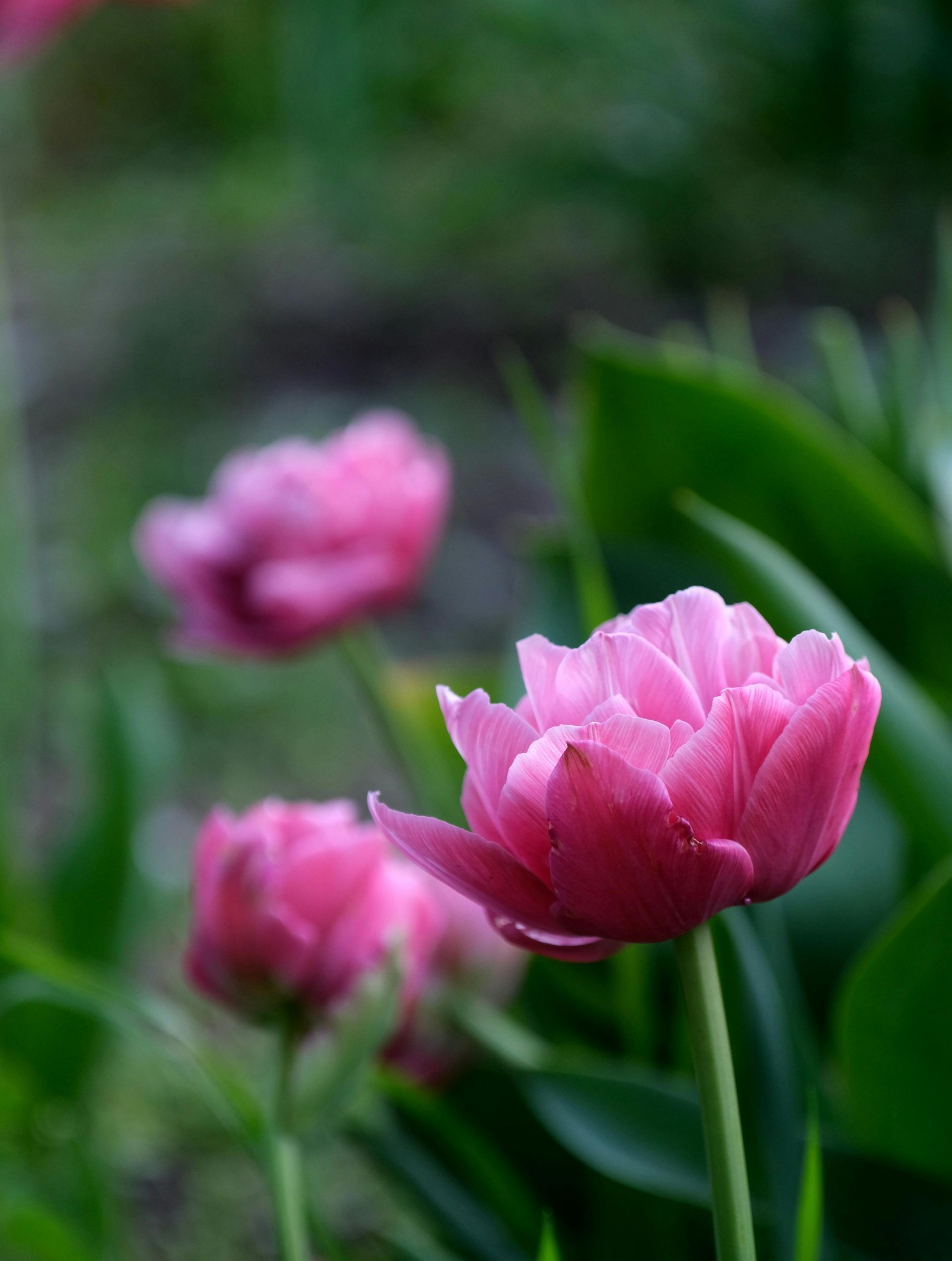 A close up of a pink flower in a garden