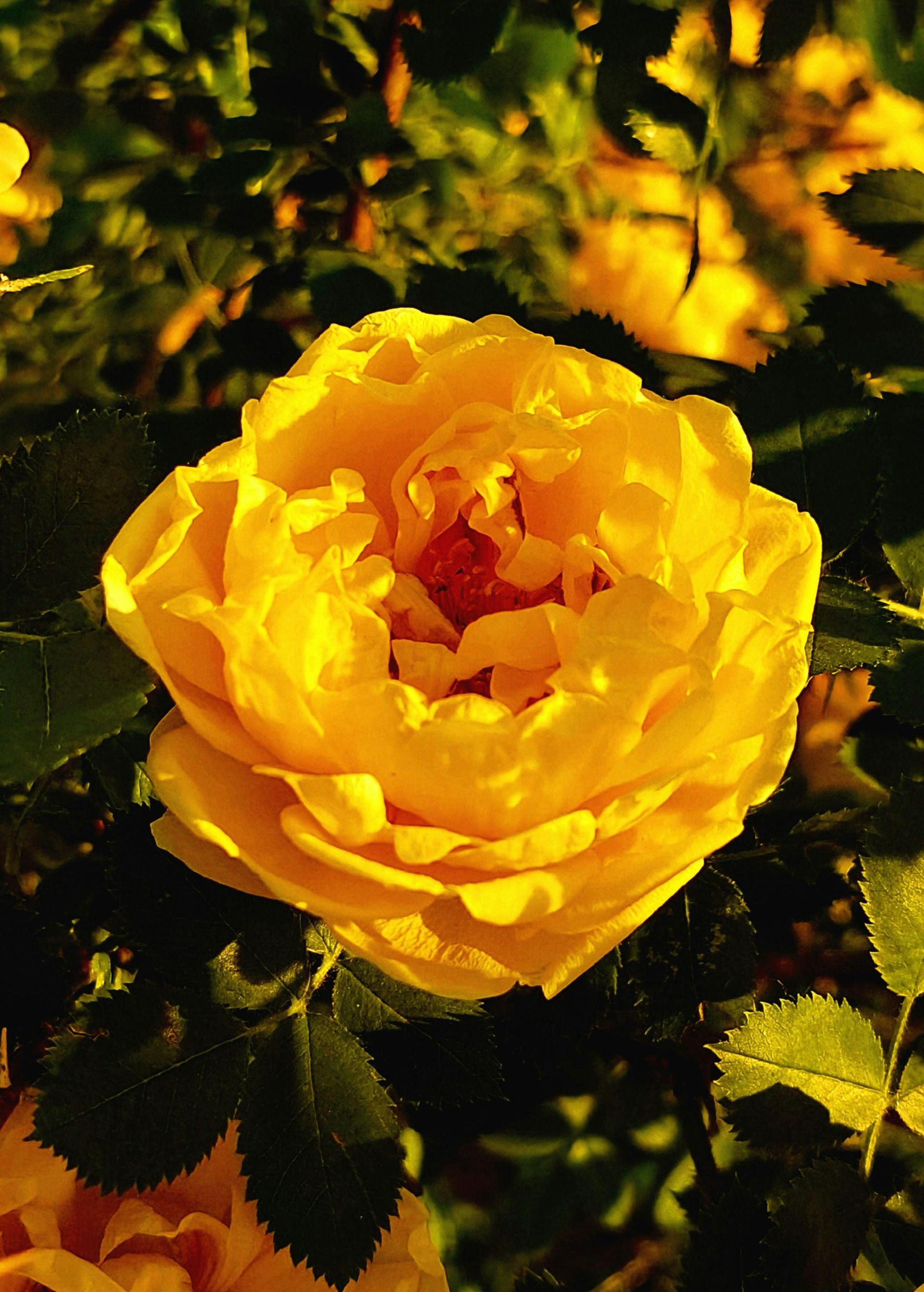 A close up of a yellow flower with leaves in the background
