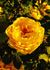 A close up of a yellow flower with leaves in the background