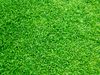 A close up of a lush green field of grass.