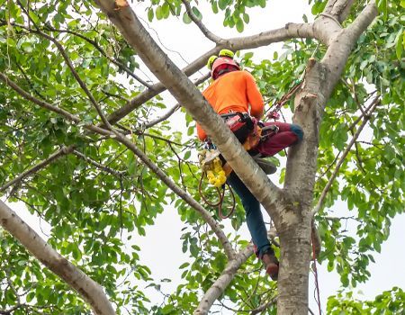A man is climbing a tree with a chainsaw.