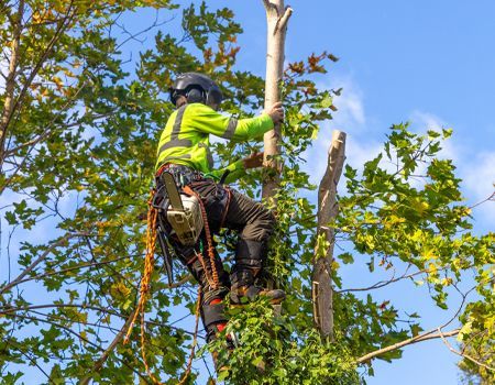 A man is climbing a tree with a chainsaw.