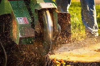 A green stump grinder pulverizes a tree stump, with wood chips flying.