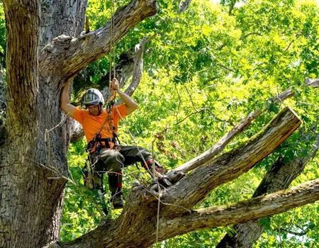 A man is sitting on the branches of a tree.